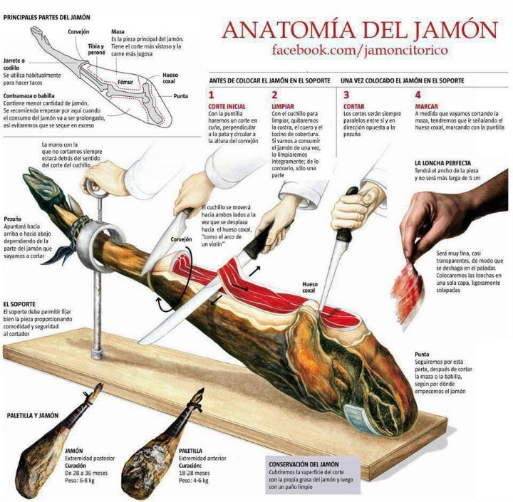 Anatomía del jamón | Jamones Blázquez